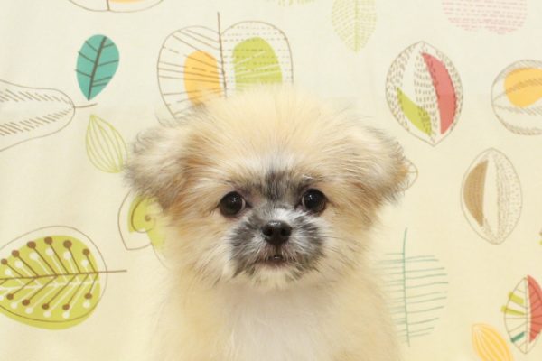 ミックス（ハーフ犬）
