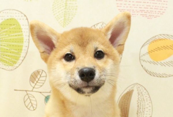 柴犬