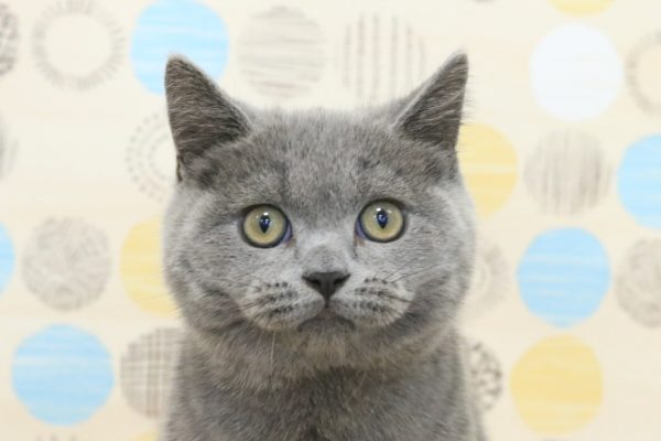 ブリティッシュ