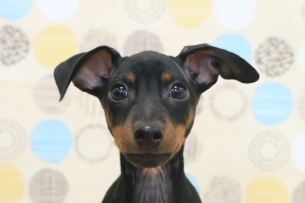 ミニチュアピンシャー