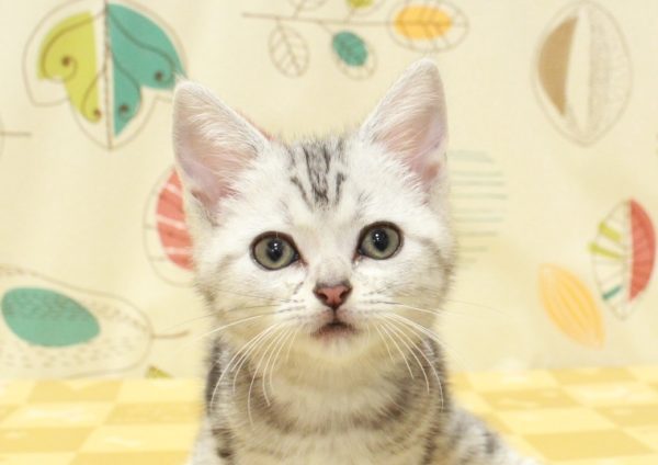 アメリカンショートヘア