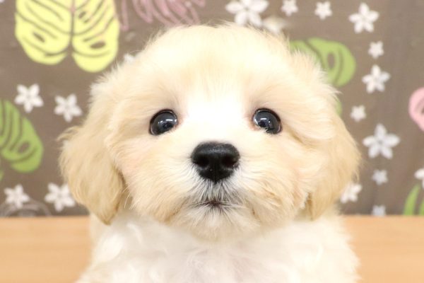 マルプー
