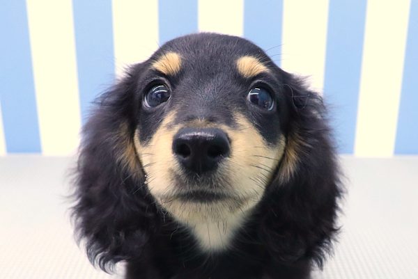 ミニチュアダックスフンド