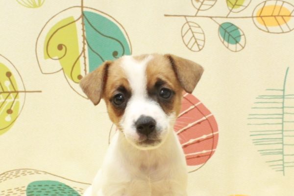 ジャックラッセルテリア