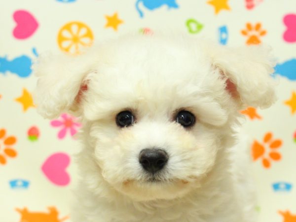 ビションフリーゼ