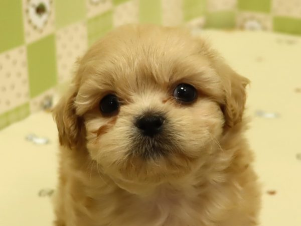 ミックス（ハーフ犬）