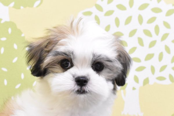 ミックス（ハーフ犬）