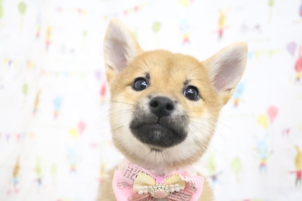 柴犬