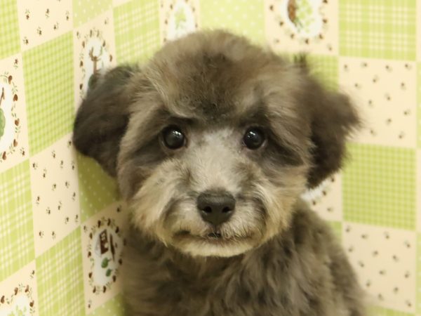 トイプードル