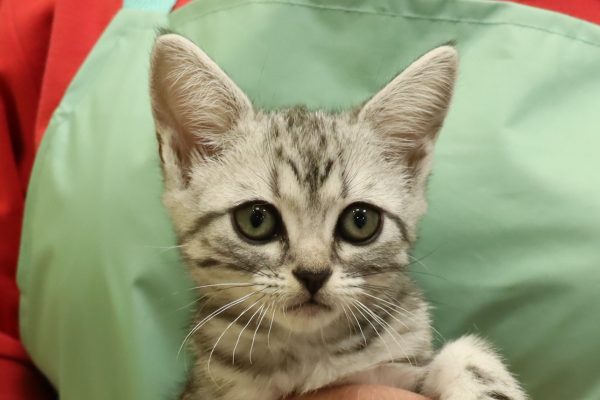アメリカンショートヘア