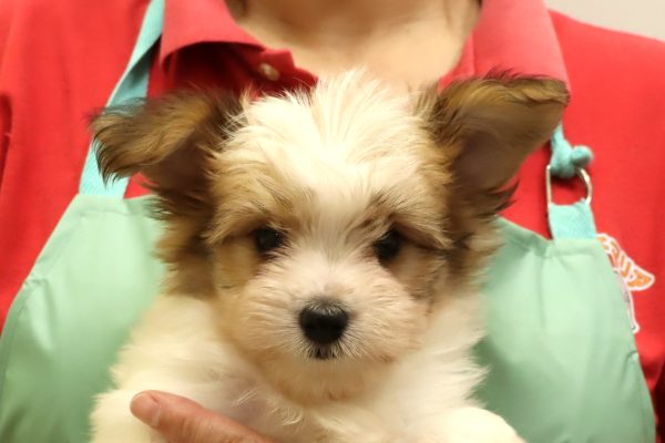 ミックス（ハーフ犬）