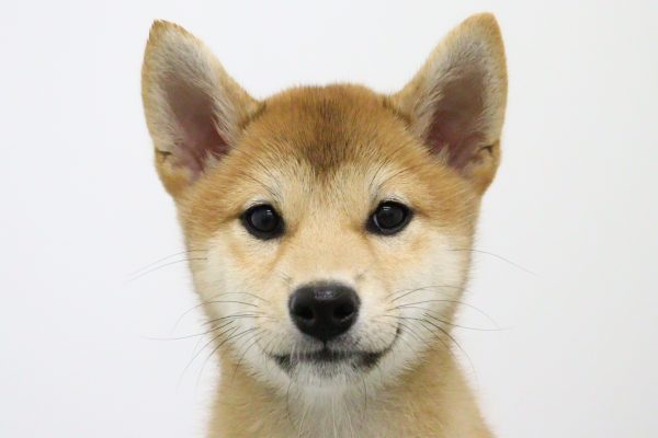 柴犬