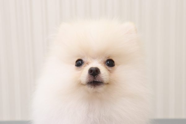 ポメラニアン
