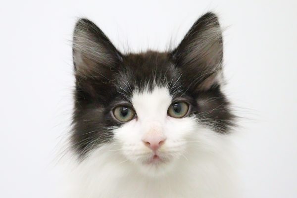 ノルウェージャンフォレストキャット