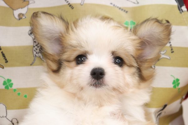 ミックス（ハーフ犬）