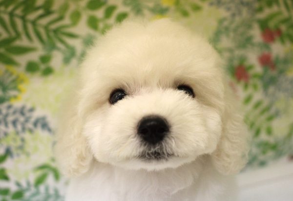 ビションフリーゼ