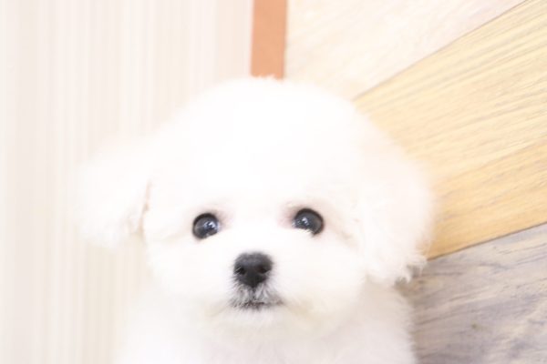 ビションフリーゼ