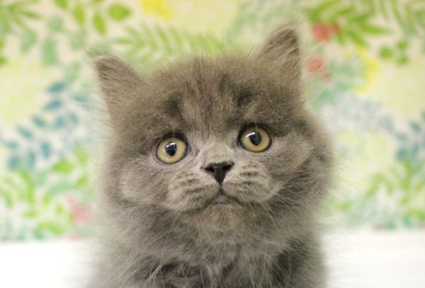 ブリティッシュ