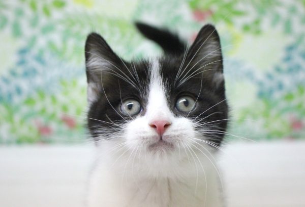 スコティッシュ