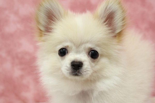 ミックス（ハーフ犬）