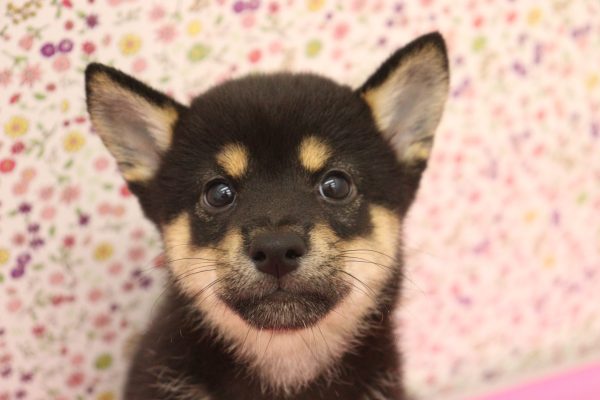 柴犬