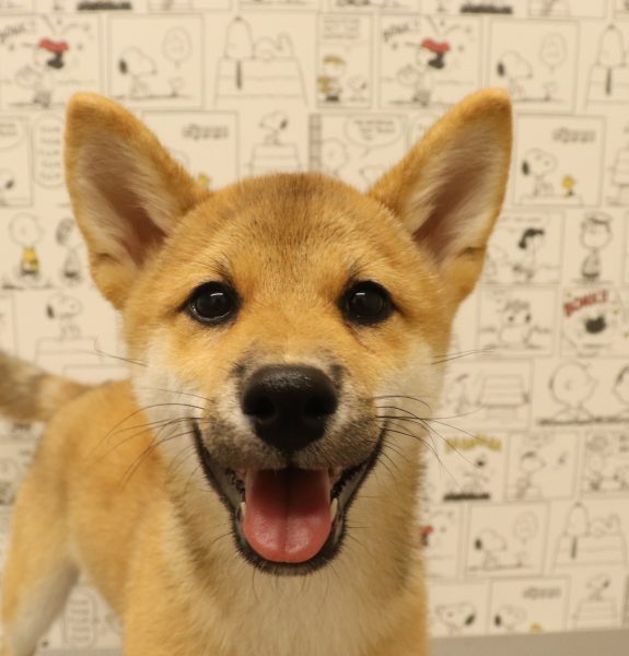 柴犬