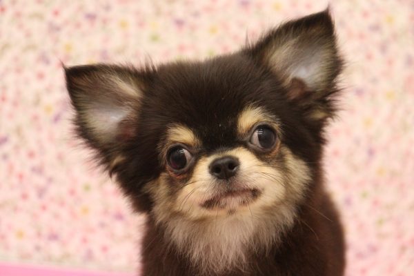チワワ