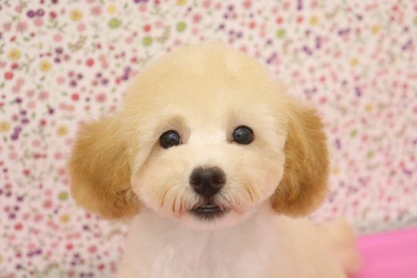 トイプードル