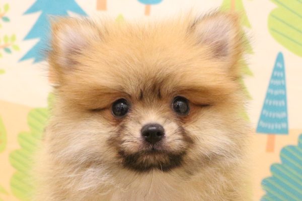 ポメラニアン
