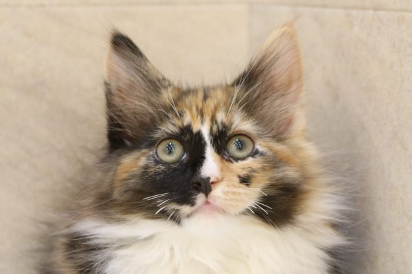 ノルウェージャンフォレストキャット