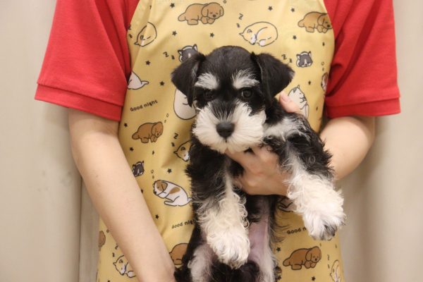 ミニチュアシュナウザー