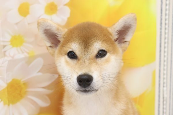 柴犬