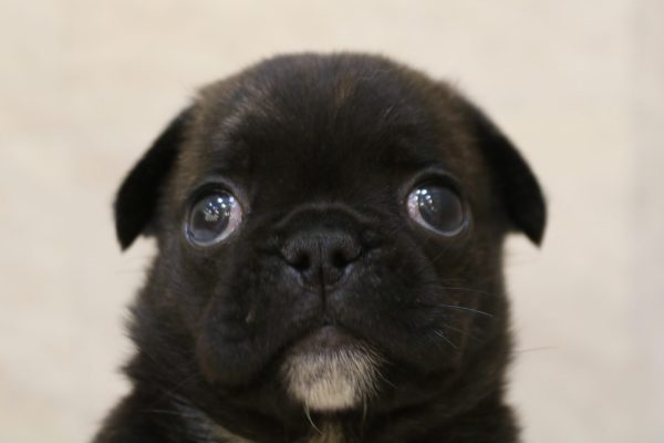 ミックス（ハーフ犬）