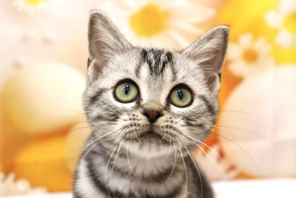 アメリカンショートヘア