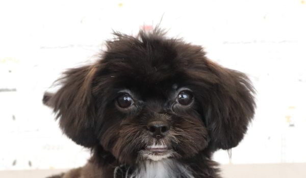 ミックス(ハーフ犬)