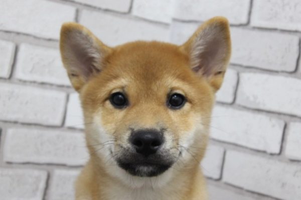 柴犬