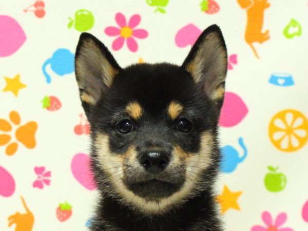柴犬