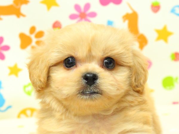 ミックス（ハーフ犬）