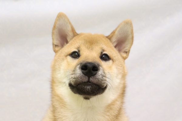 柴犬