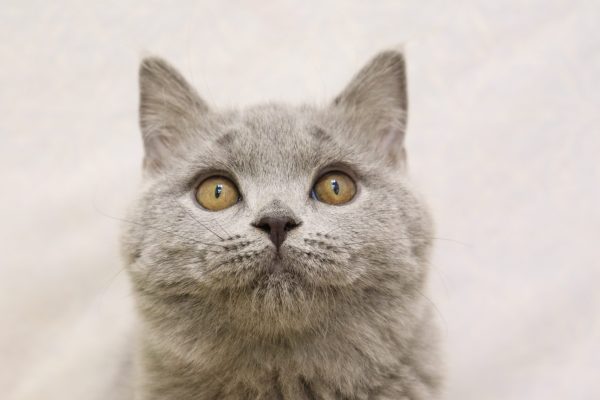 ブリティッシュ