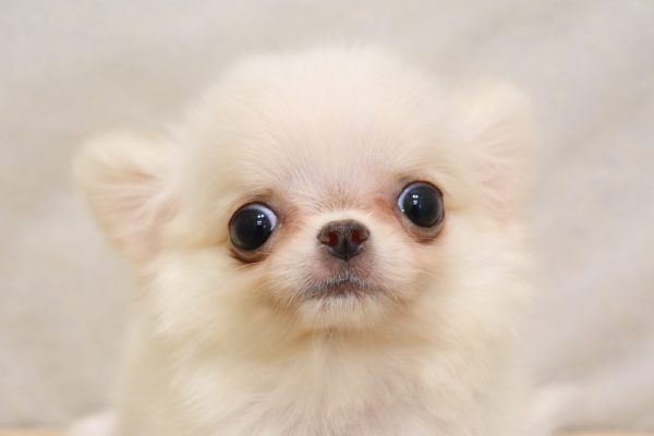 チワワ