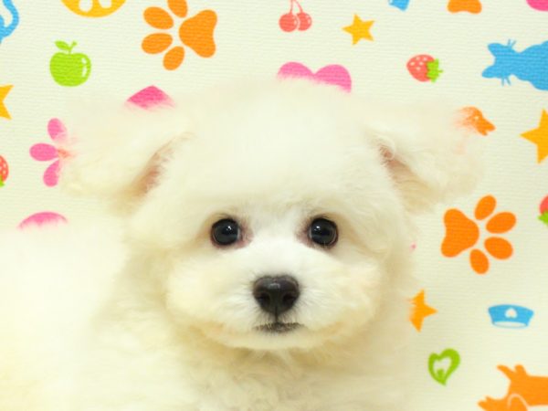ビションフリーゼ