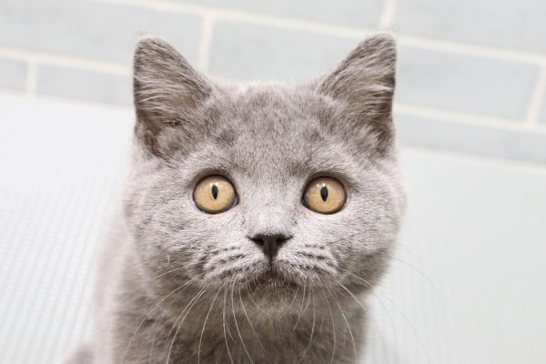 ブリティッシュ