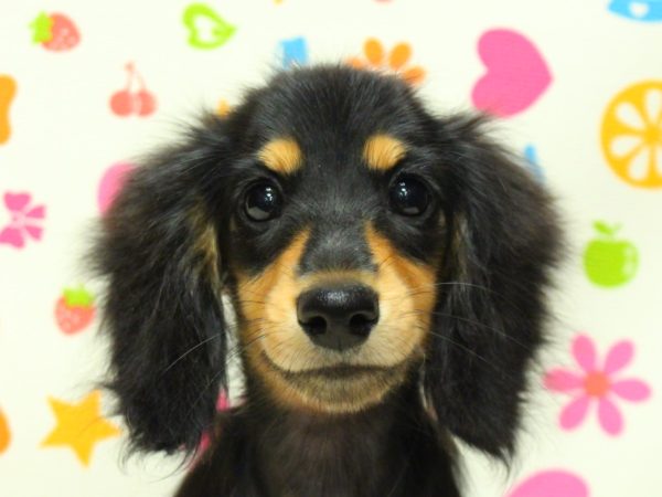 ミニチュアダックスフンド