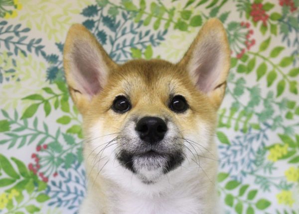 柴犬