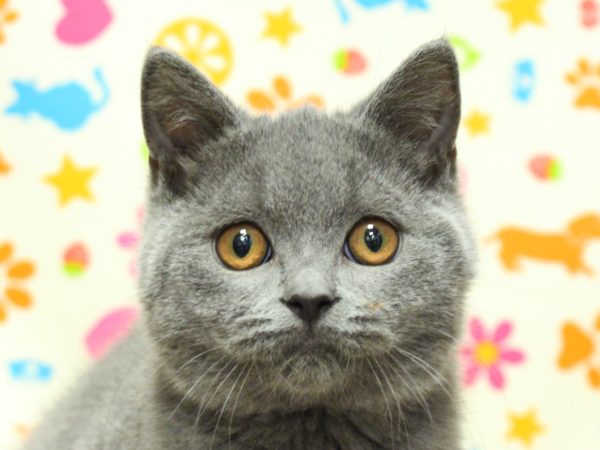 ブリティッシュ