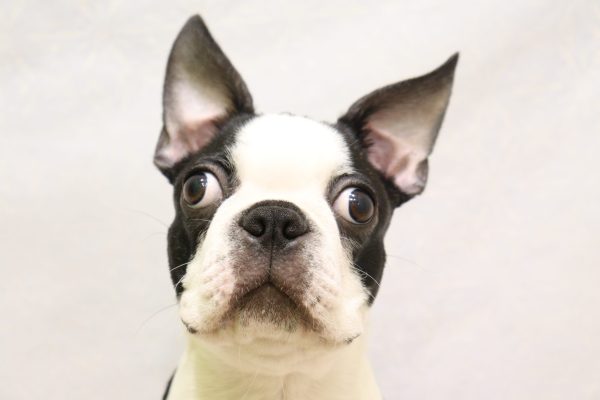 ボストンテリア