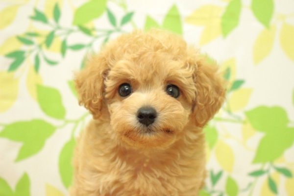 ミックス（ハーフ犬）