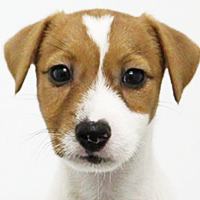 ジャックラッセルテリア