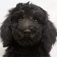 スタンダードプードル